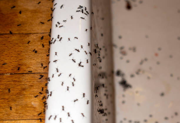  East Mountain, TX Pest Control Pros