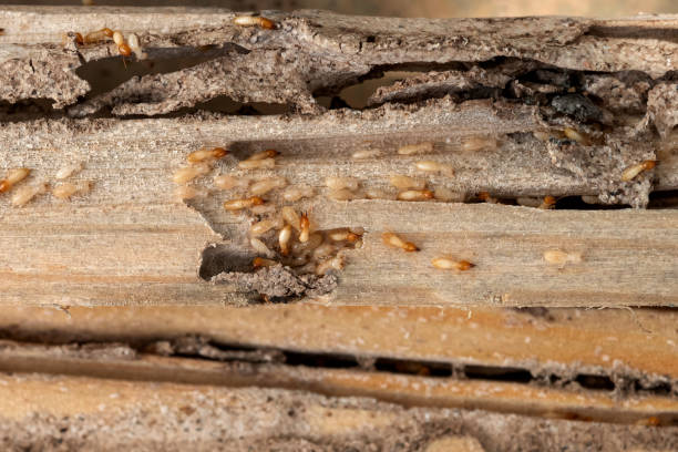 Best Rodent Control Near Me  in East Mountain, TX