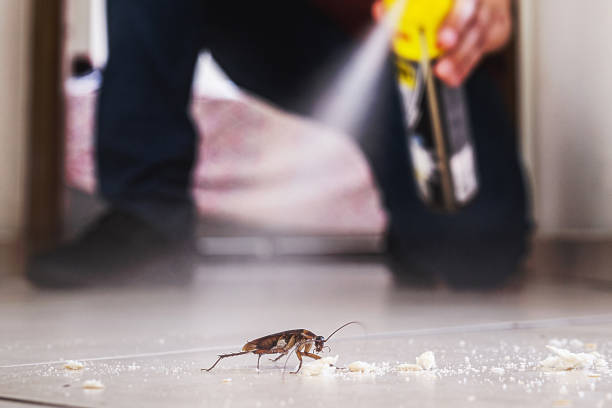 Best Spider Control Near Me  in East Mountain, TX